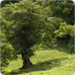 A Secluded Plantel